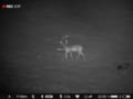 Pulsar Digex C50 Night Vision Deer Time 22h