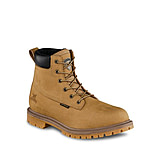 irish setter 2875
