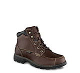 irish setter 2875