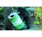 Shooting Bears Over Bait what is the best bait for bears