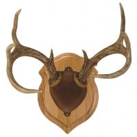 Walnut Hollow