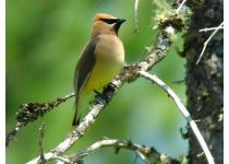 an example of a bird you may see while bird watching