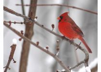 Cardinal seen while bird watching