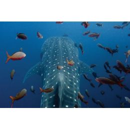 Icanvas Close Up Of Whale Shark Swimming With Other Tropical Fish