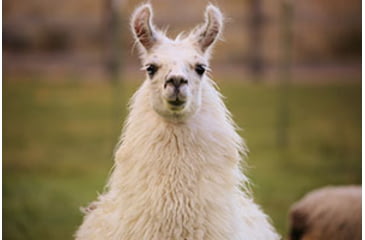 Image of Llama Head