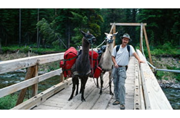 Image of Pack Llamas on Bridge