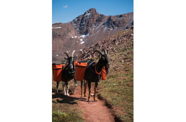 Image of Pack Goats with Panniers