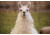 Llama Head