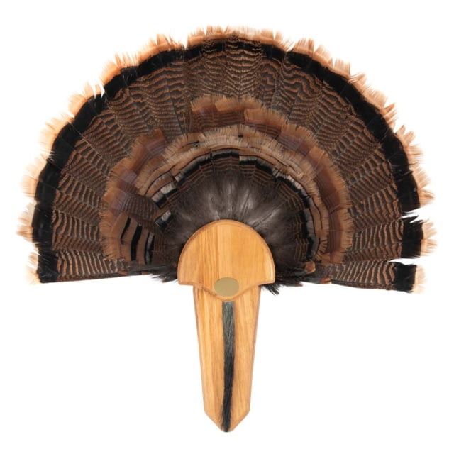 Allen EZ Mount Exhibition Turkey Tail Mounting Kit w/Holds Tail Fan and Beard Hardwood - Allen