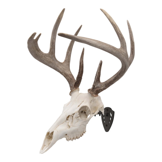 Allen EZ Mount Skull Hanger Fixed Black