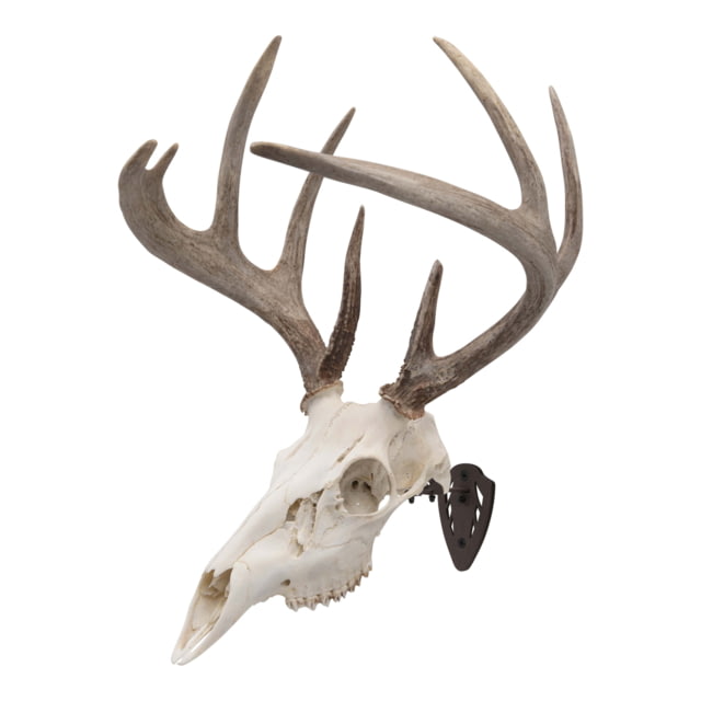 Allen EZ Mount Skull Hanger Fixed Brown