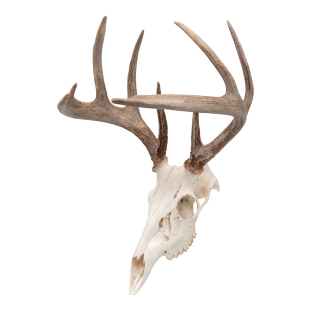 Allen EZ Mount Skull Peg Hook Black