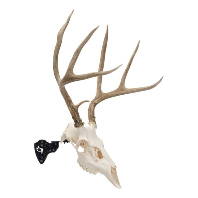 Allen EZ Mount Steel Skull Stand Rotational Adjustable Max-weight 15 pounds Black - Allen