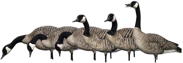 Avian X AXP Goose Decoys Fusion Honker 6 pk - Avian X