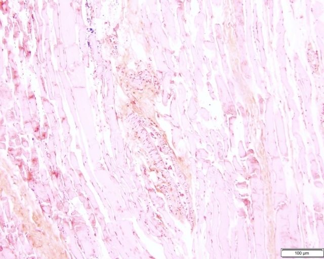 Azer Scientific Control SLIDE Gram Organism
