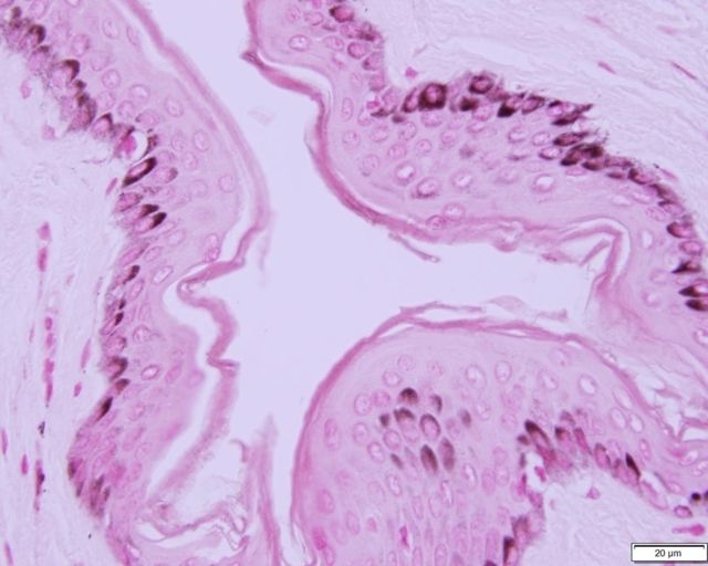 Azer Scientific Control SLIDE Melanin