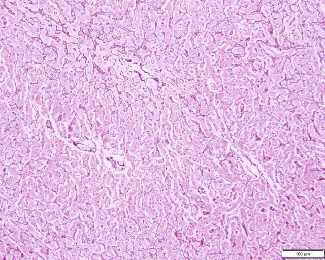 Azer Scientific Control SLIDE RETICULUM