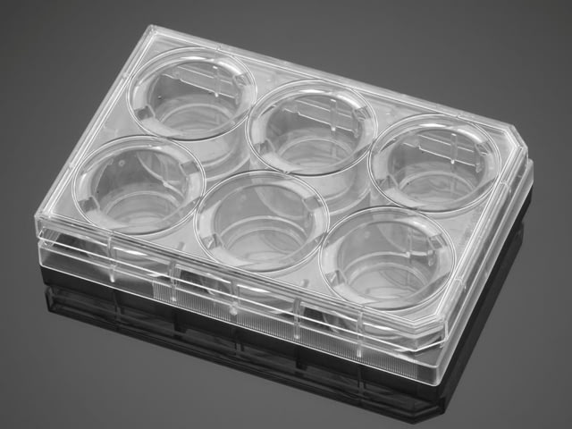 Corning PLATES6WL Biocoat Matrigel CS5