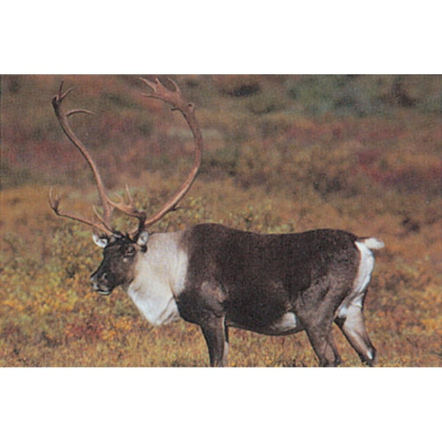 Delta McKenzie Tru-Life Target Caribou - Delta Mckenzie