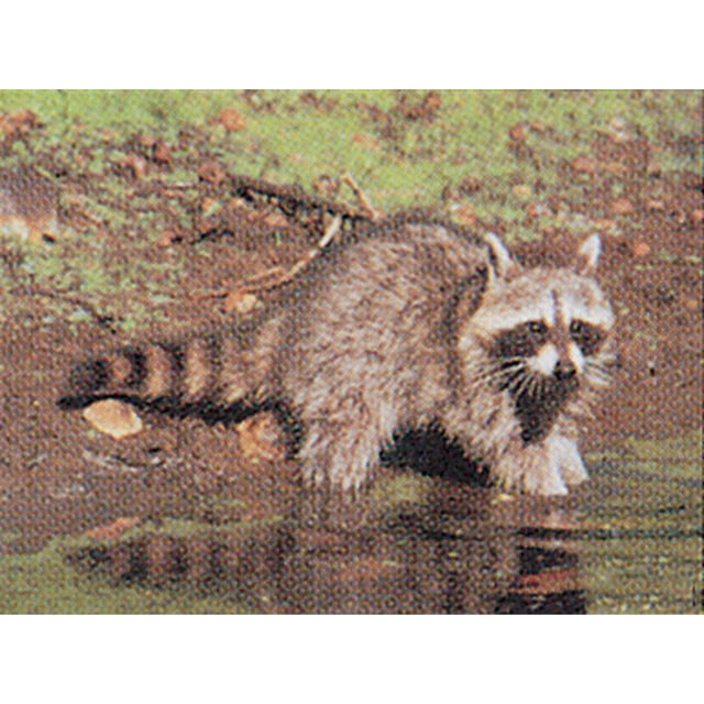 Delta McKenzie Tru-Life Target Raccoon - Delta Mckenzie
