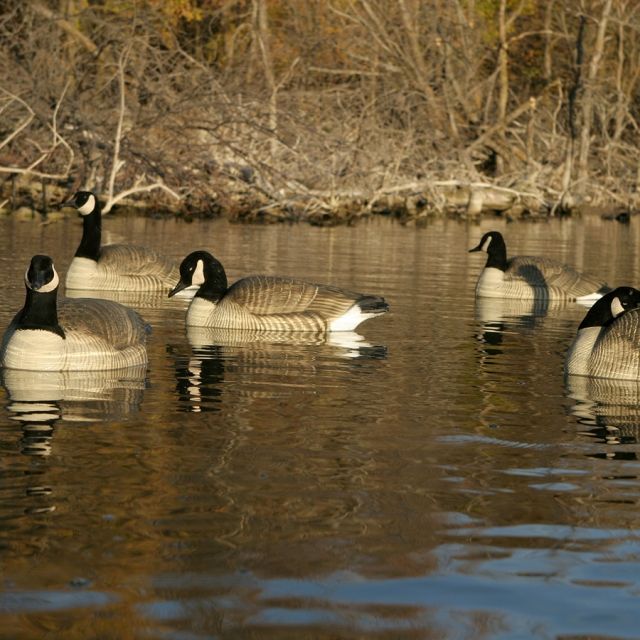 Greenhead Gear Pro-Grade Goose DecoyHonker Floaters/ Active 4-pack