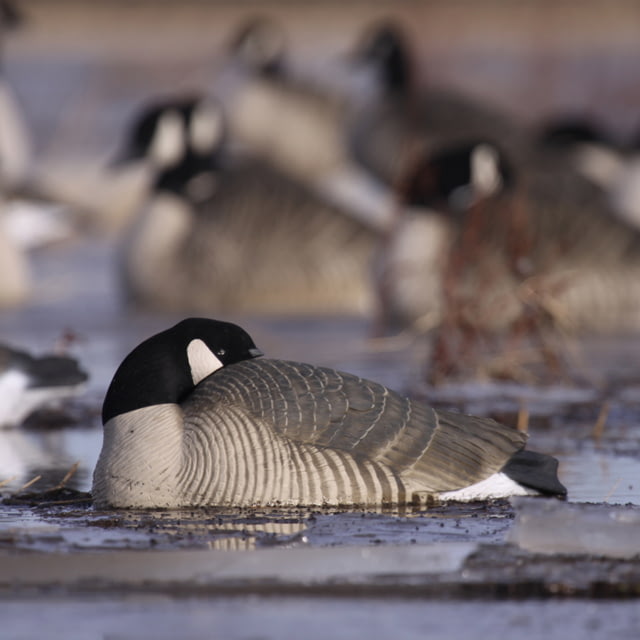 Greenhead Gear Pro-Grade Goose DecoyHonker Shells/Sleeper PackDozen