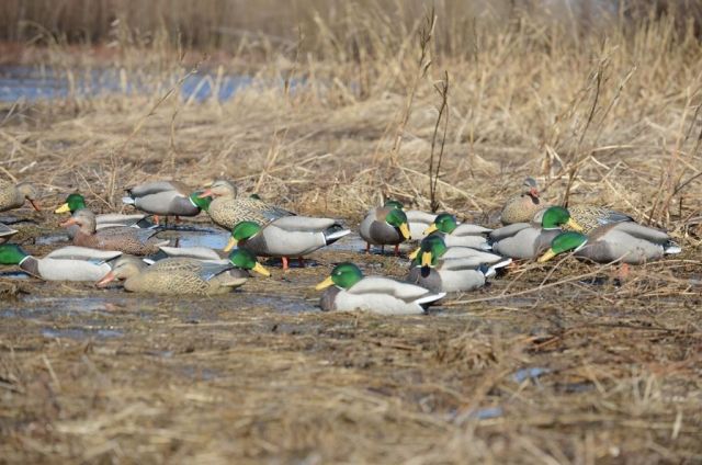 Greenhead Gear Pro-Grade Duck DecoyMallards/Harvester Pack w/flocked drake headsDozen
