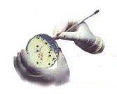 Himedia Laboratories Mueller Hinton Agar 500GM