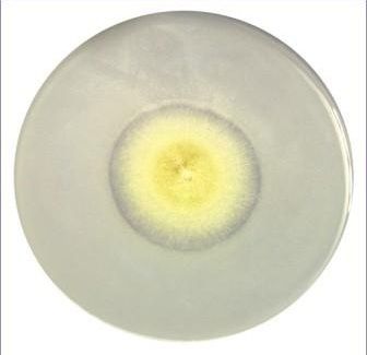 Himedia Laboratories PIKOVSKAYA'S Agar 500GM