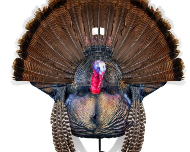 Montana Decoy Co. Wiley Tom 00 - Montana Decoy Co.
