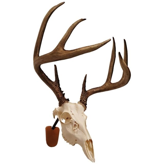Walnut Hollow Euro Skull Mount Kit Brown - Walnut Hollow