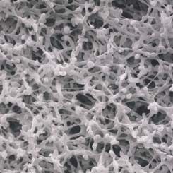 Whatman Membra-Fil Membrane Filters Non-Gridded Whatman