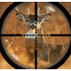 deer in rifle scope reticle crosshairs