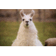 Llama Head