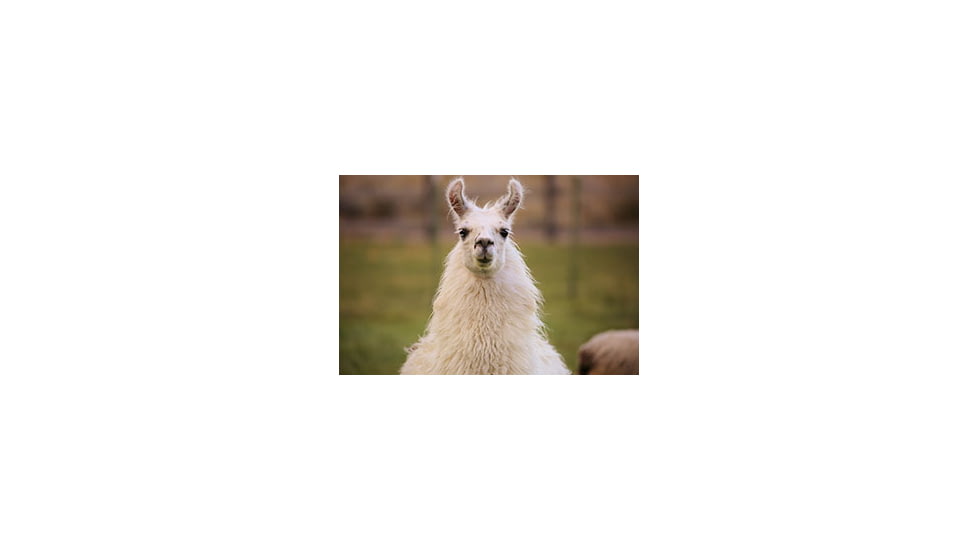 Llama Head