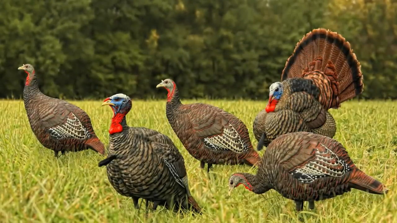 opplanet avian x lcd turkey decoys product profile video