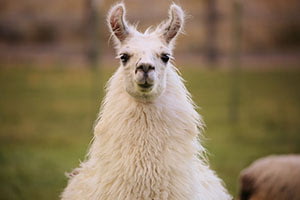 Grinning Llama