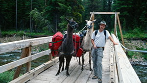 Pack Llamas on Bridge