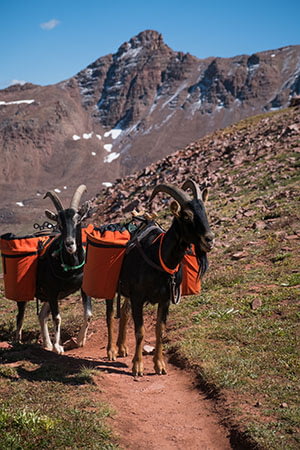 Pack Goats Wearing Panniers