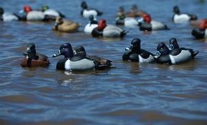 Greenhead Gear Duck Decoys Floating on the Water