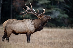 broadside elk