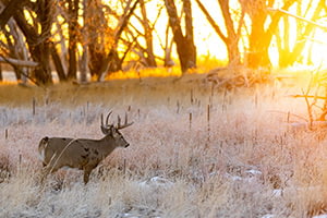 Whitetail Deer