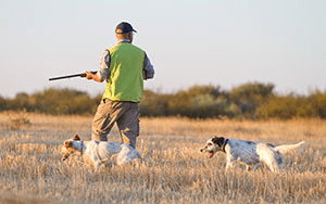 Man Hunting With Shotgun and Dogs