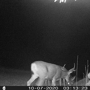 Night picture of a deer on a trail camera