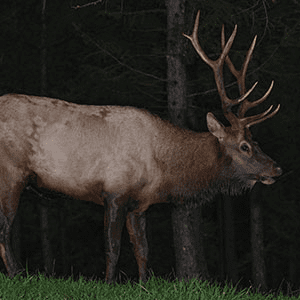 Elk caught on game camera