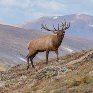 hunting elk in western plains