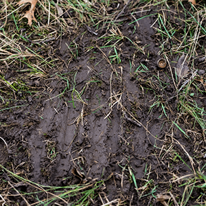 a muddy wallow