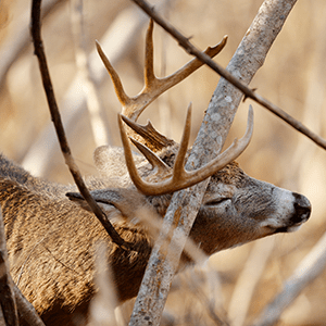Deer Scraping against a tree