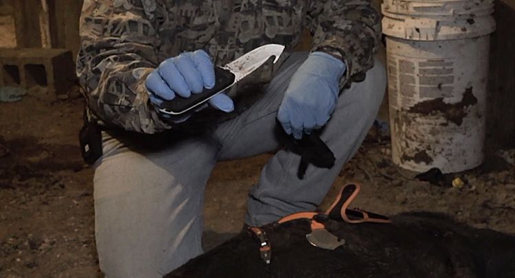 Fixed Blade Knife with Gut Hook
