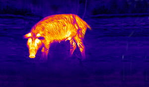 Picture of a Wild Hog Through a Thermal ATN Scope